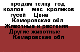 продам телку 1год. козлов 10 мес, кроликов, гусей. › Цена ­ 1 000 - Кемеровская обл. Животные и растения » Другие животные   . Кемеровская обл.